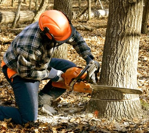 Tree Removal in Cassoday, KS